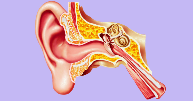 diagram of the ear and eustachian tubes