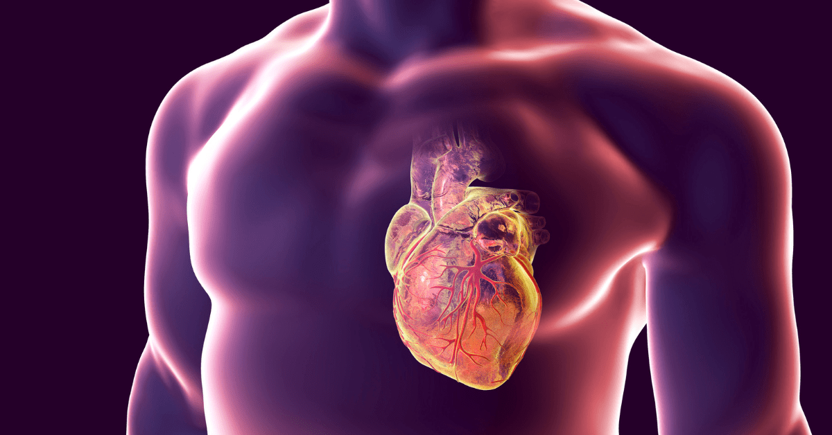diagram of heart in the body