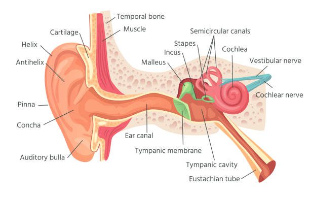Image of the ear