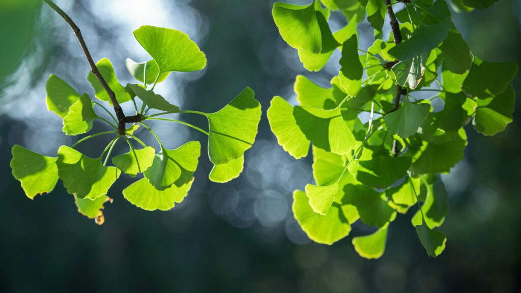 ginkgo tree leaves