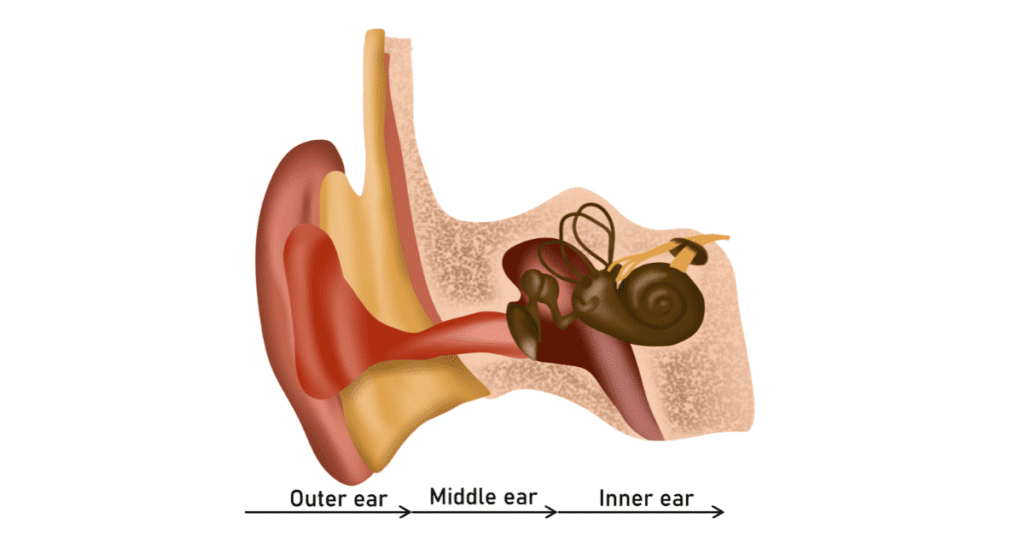 diagram of the ear