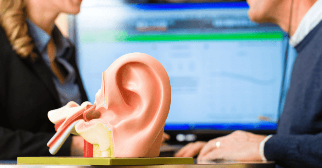 model of the ear