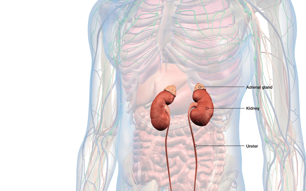 Diagram of the adrenal glands