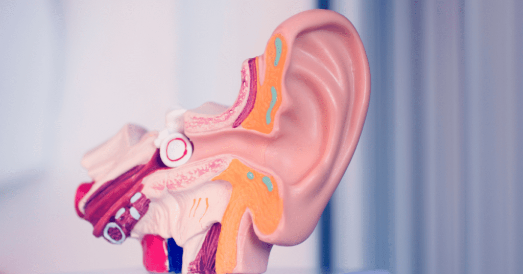 Diagram of the inner ear 