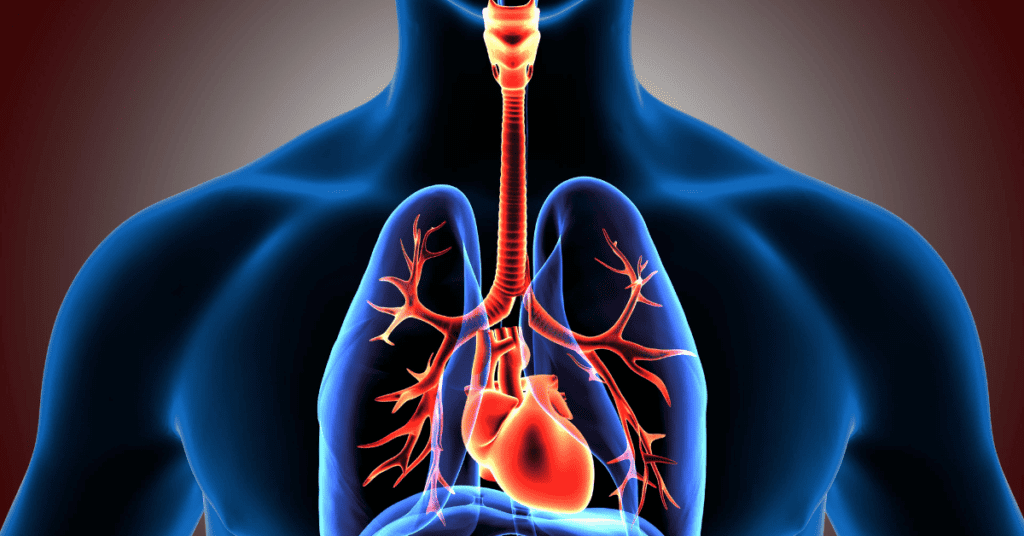 Diagram of the chest, focusing on the heart and lungs