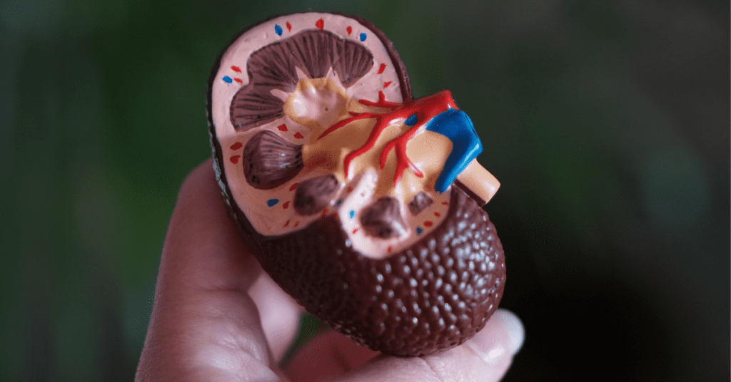 person holding a model of a kidney