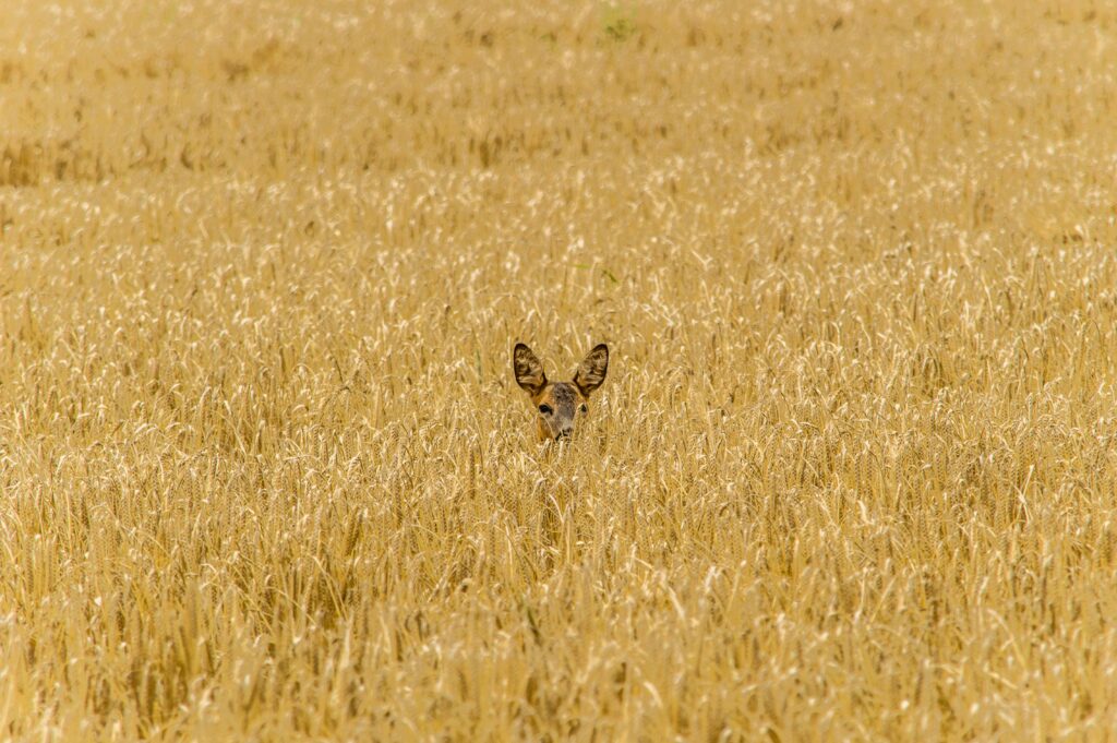 Deer hiding in tall brown grass 