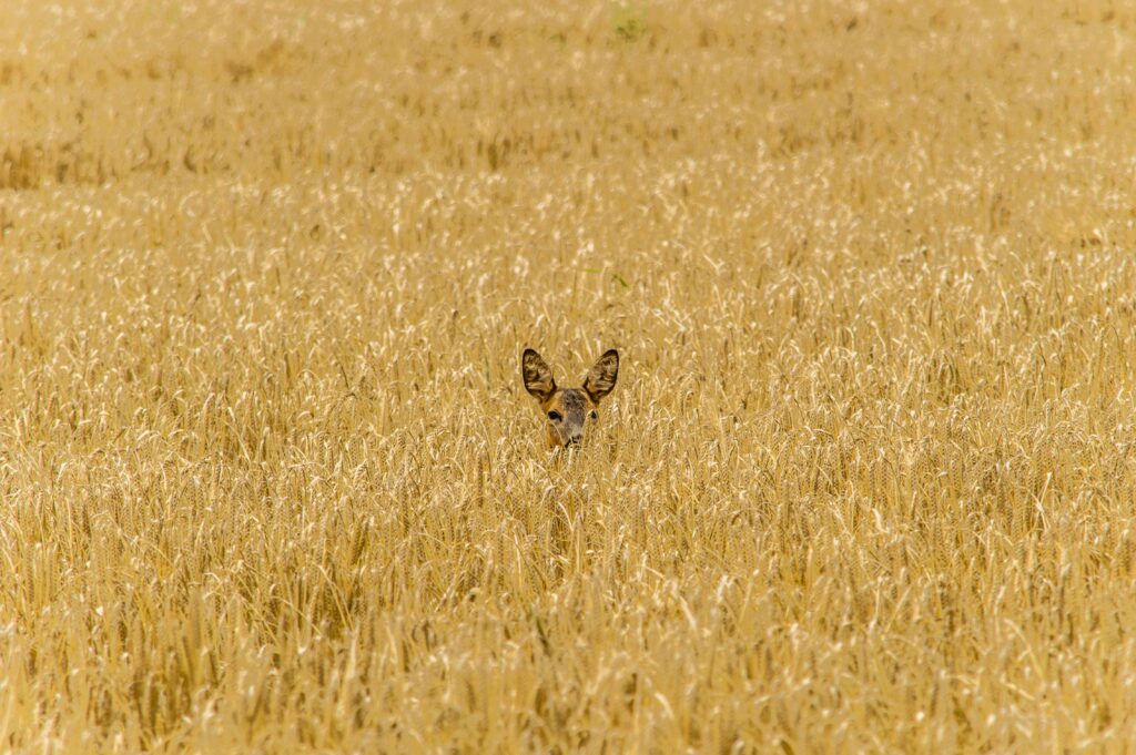 Deer hiding in tall brown grass