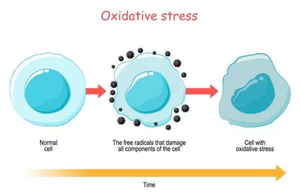 Diagram explaining oxidative stress