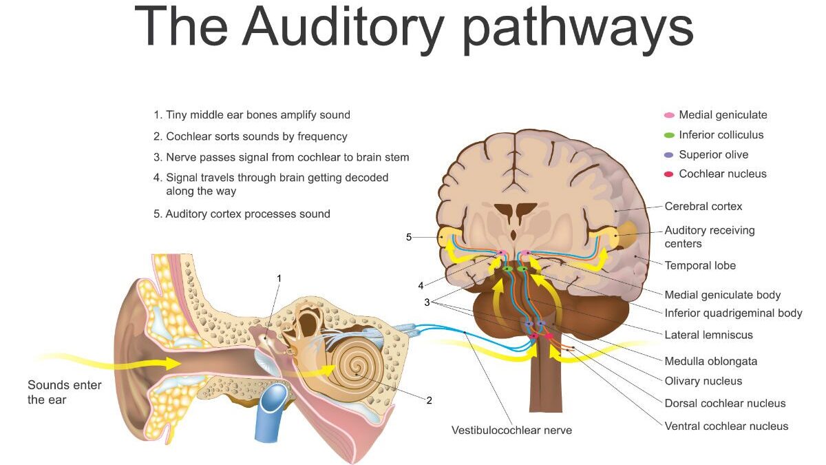 Diagram of the auditory pathways