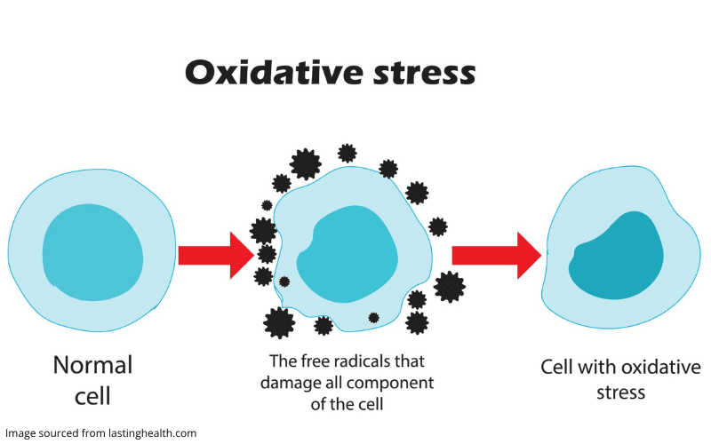 Diagram explaining oxidative stress