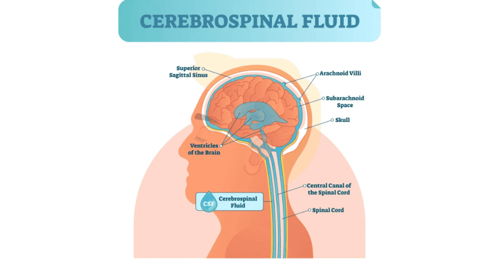 Diagram that explains how cerebrospinal fluid works