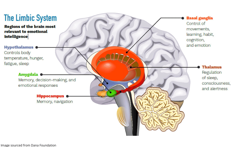 Diagram showing the way that the limbic system works