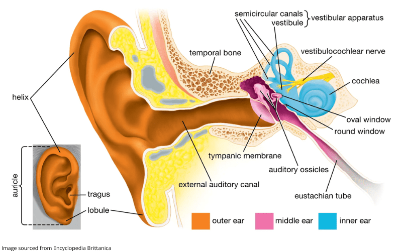 Diagram of the anatomy of the ear