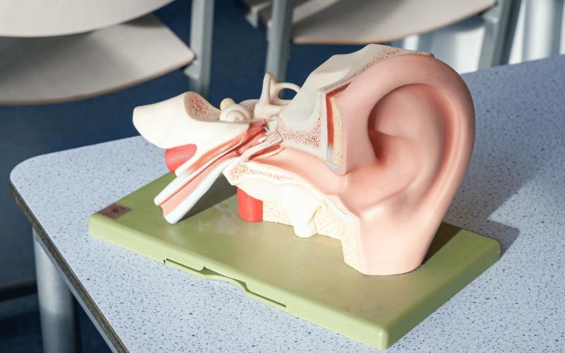 Model of the inner ear