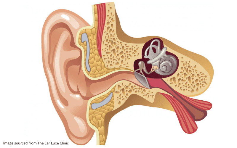 Diagram of the inside of the ear