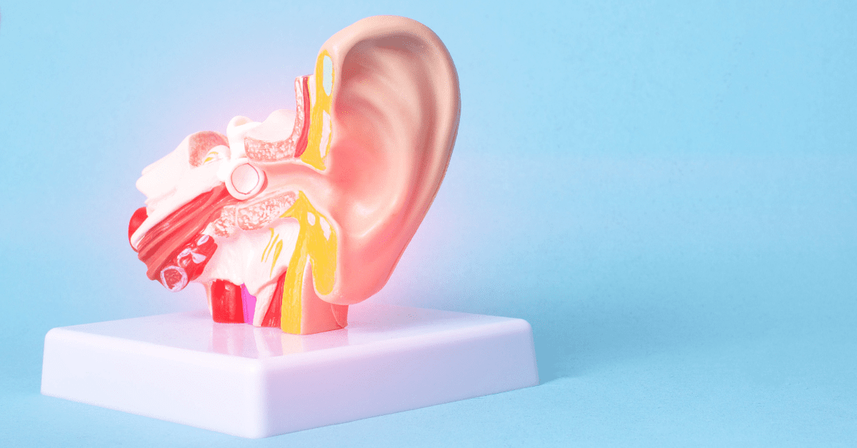 Model of the anatomy of the ear