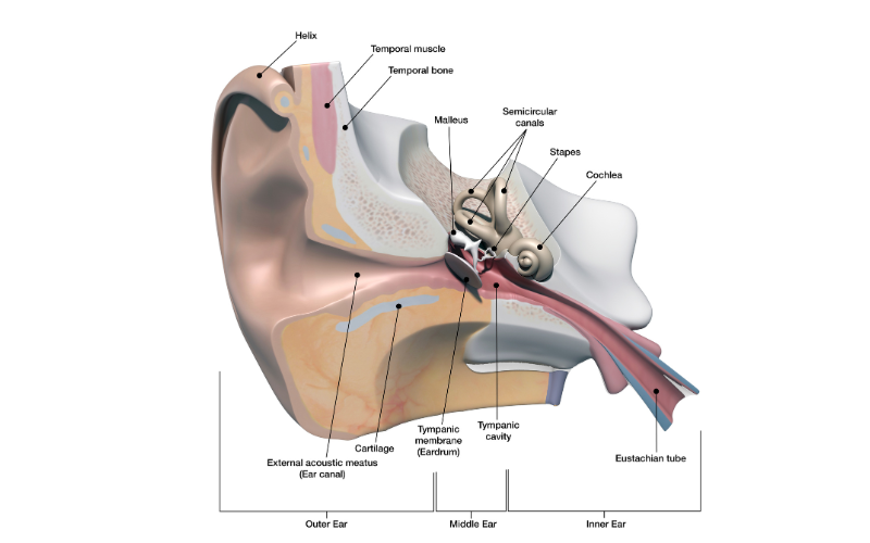 Diagram of the structures of the outer and inner ear
